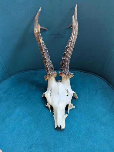 Roe deer antlers skull - deer,