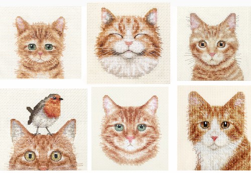 Ginger tabby cat kitten - ginger, ~