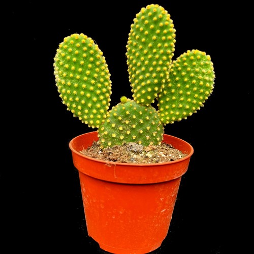 Opuntia pallida - opuntia, )