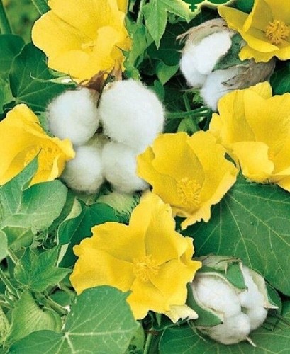 Cotton bush seeds grow your - cotton,