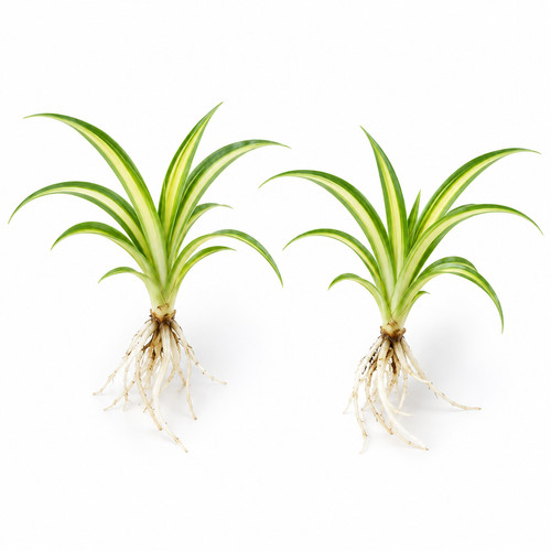 Rooted hawaiian spider plant - rooted,