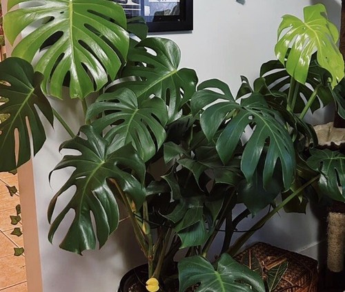 Monstera deliciosa swiss - monstera,