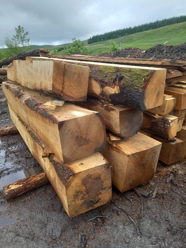 Large green oak beams - ,
