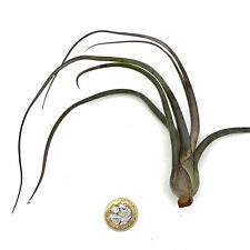 Tillandsia Baileyi. Air plant