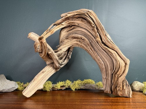 Manzanita driftwood - 14”,