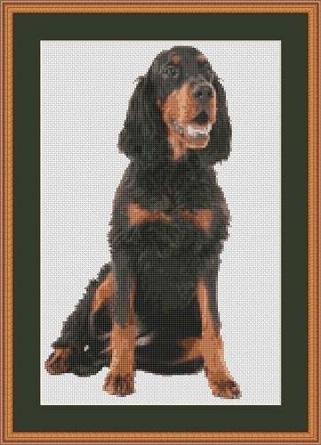 Gordon setter dog - gordon,