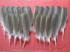 20 Brown Goose Wing Quill