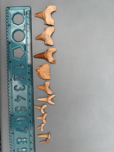 Fossilised shark teeth fossils - shark,