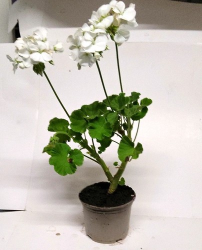 White geranium - white, (pelargonium)