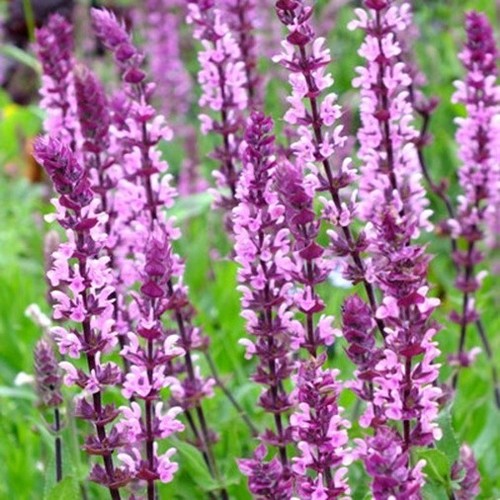 Salvia nemorosa caradonna - nemorosa,
