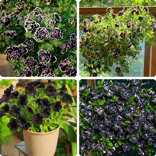 Petunia seeds for planting - petunia,
