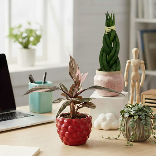 6cm desk buddy plant - -,