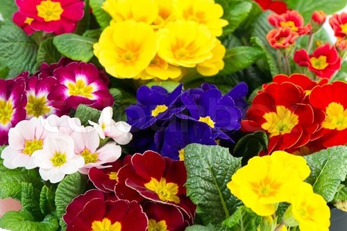Primrose seeds mixed - 25,