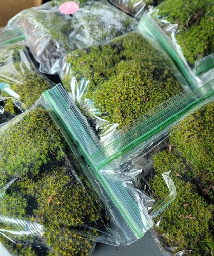 Live star moss - live, plants