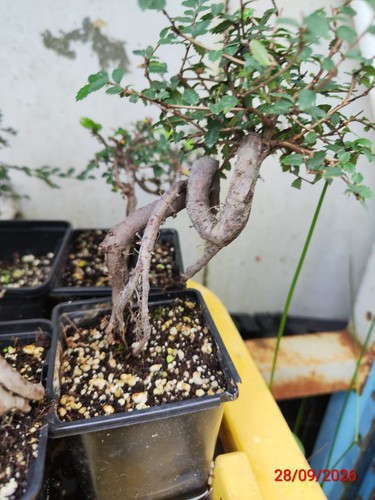Chinese elm - chinese,