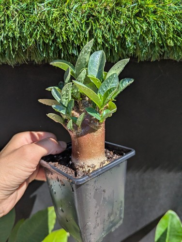 Adenium arabicum red - adenium,