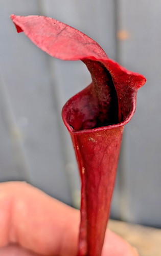Sarracenia leucophylla pink - sarracenia,