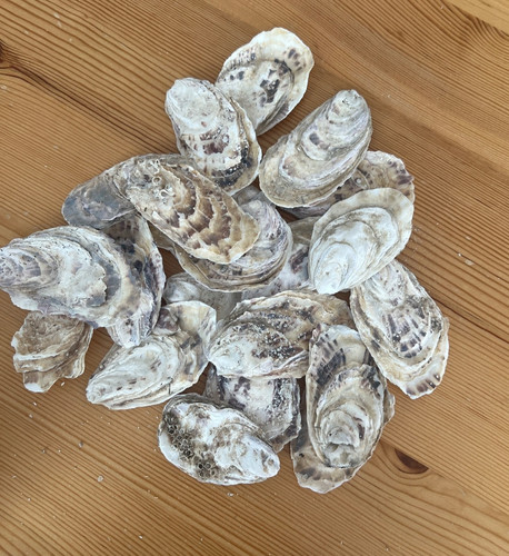 Naturally oysters shells - oysters,