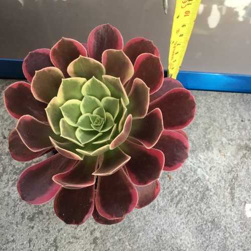 Aeonium canary - aeonium,