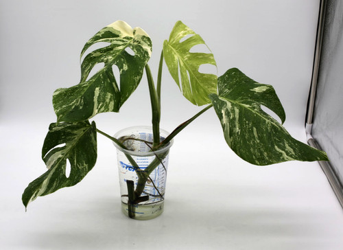 Monstera albo borsigiana - monstera,