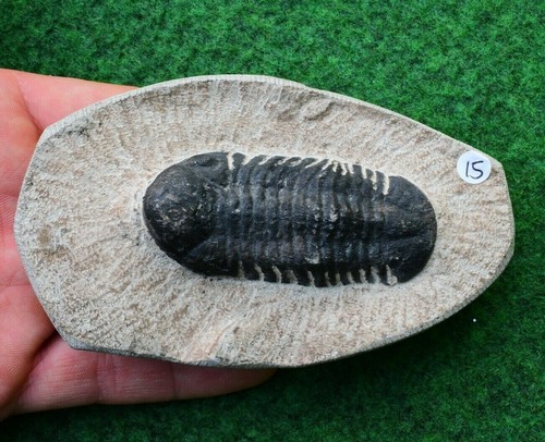 Trilobite fossil reedops - trilobite,