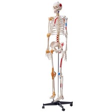 Uimoso Human Skeleton Model Anatomical Skeleton Life Size with Muscle Points