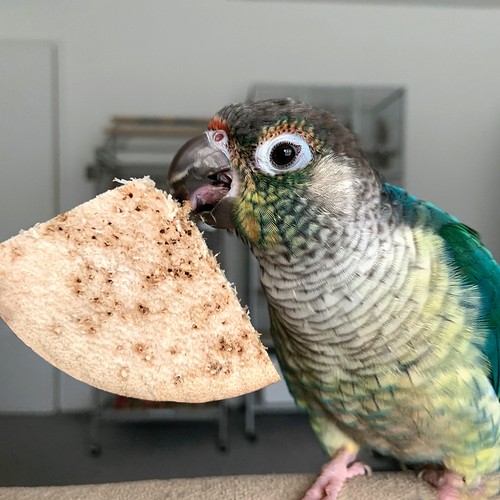 Bird kabob pet and - kabob, parrot