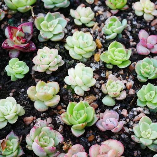 10x succulent mixed seeds - 10x,