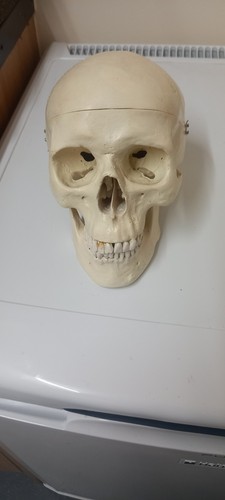 Human skull resin medical - human,
