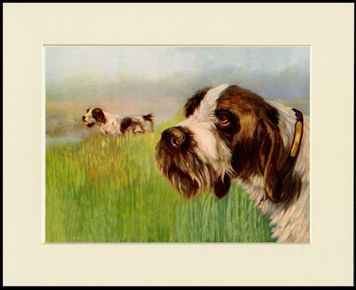 Italian spinone dog art print - spinone,