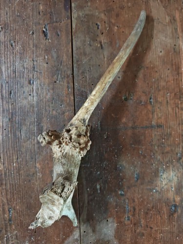 Fallow pricket antler and - fallow,