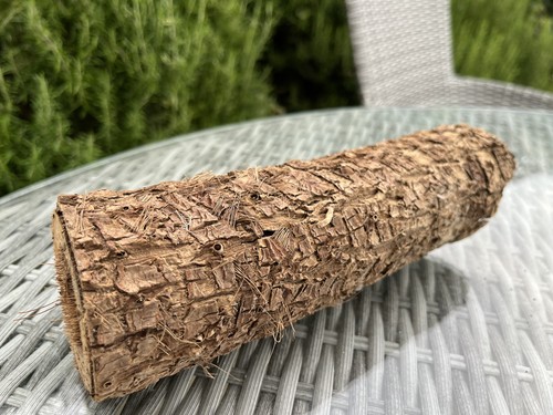 Cordyline log round branch - cordyline,