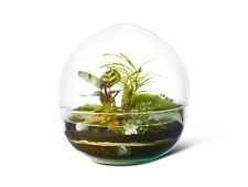 Make Your Own Enclosed Ecosystem Large Closed DIY Terrarium Kit 'Athens'