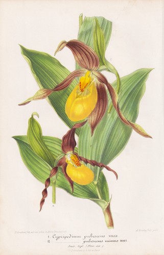 Cypripedium lady shoe orchid - shoe,