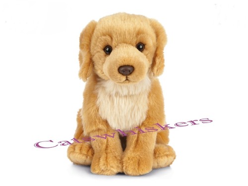 Sitting golden retriever - retriever, puppy