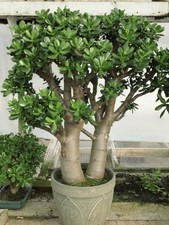 Crassula ovata jade tree - crassula, plug