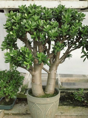Crassula ovata jade tree - crassula,