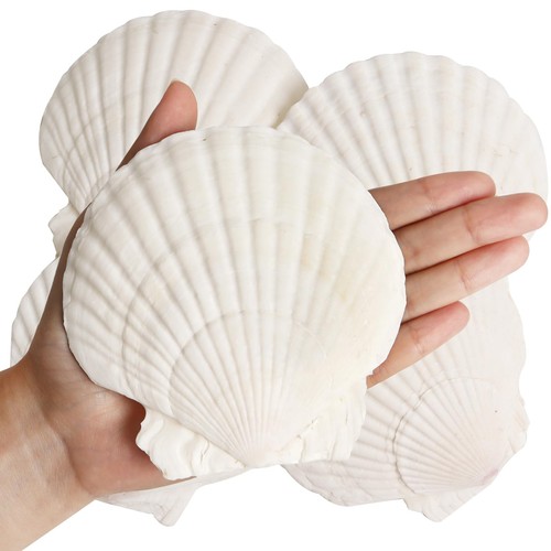Pcs clam shells - 4, for