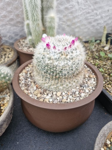 Mammillaria hahniana mexican - mammillaria,