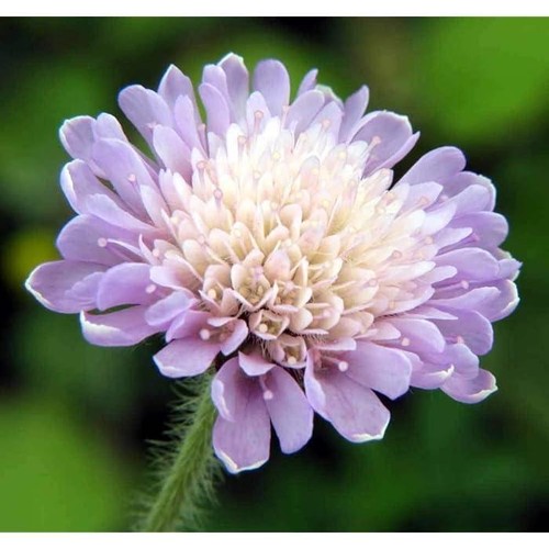 Field scabious sow - scabious,