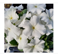 Primula allionii Tony Plant