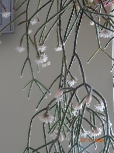 Epiphyllum rhipsalis - epiphyllum,