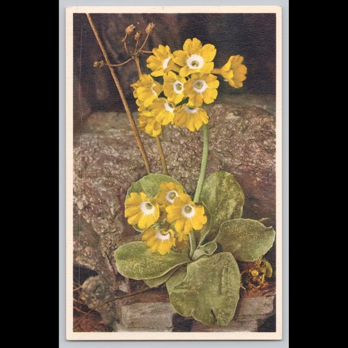 Postcard alpine auricula - postcard,
