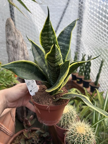 Sansevieria indoor plant - plant, in