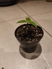 Ceylon cinnamon plant