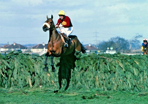 Red rum horse - rum, racing