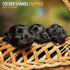 Cocker Spaniel Puppies 2026 Calendar