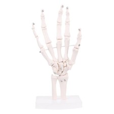 Hand Joint Anatomical Skeleton