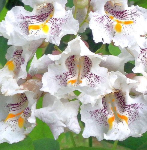 Catalpa speciosa - -,