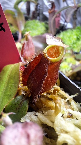 Nepenthes x - nepenthes, bm)